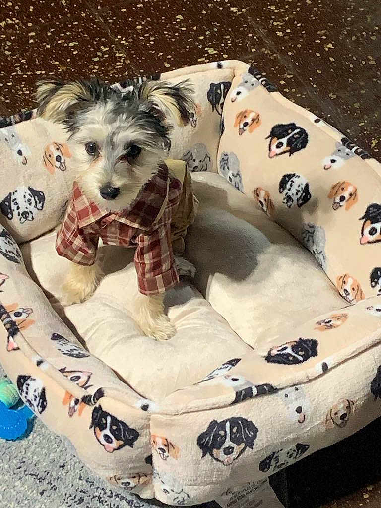 Chiko