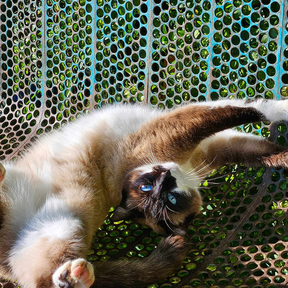 Mimie participe au concours pour gagner de l'argent avec cette photo : animal, blue_eyes, cat, closeup, daylight, fur, metal_surface, nature, outdoor, pattern, paws, pet, playful, relaxation, shadow, siamese_cat, stretching, sunlight, texture, whiskers