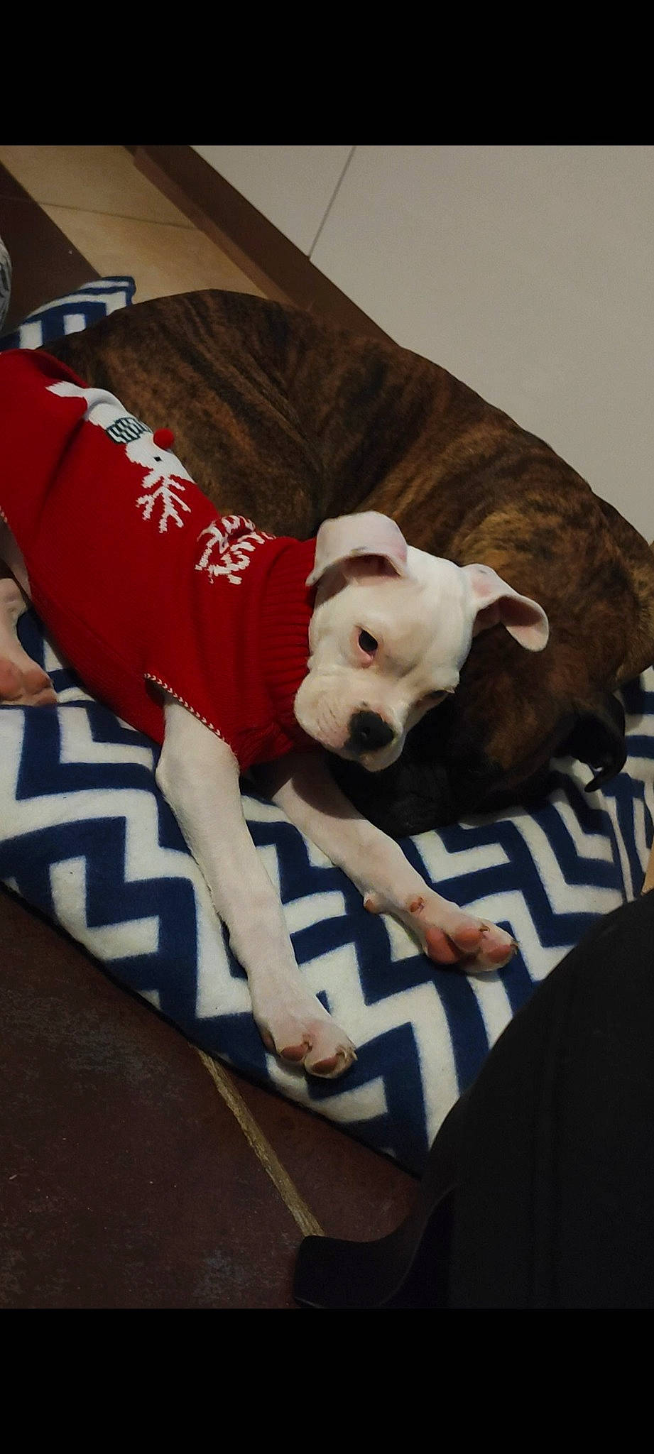 Bounty participe au concours pour gagner de l'argent avec cette photo : canidae, carnivore, comfort, companion_dog, couch, dog, dog_breed, dog_clothes, dog_supply, fawn, flooring, fur, linens, non_sporting_group, snout, sporting_group, tail, toy_dog, wood, working_animal