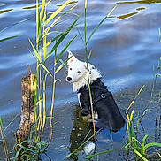 Thyrion participe au concours pour gagner de l'argent avec cette photo : animal, canine, dog, eskimodog, grass, lake, land, nature, outdoors, pet, plant, pond, puppy, ripple, swamp, tree, treestump, vegetation, water, wood