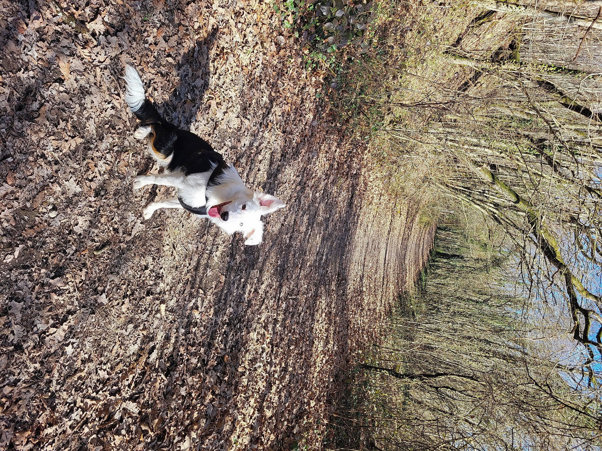 Thyrion participe au concours pour gagner de l'argent avec cette photo : adventure, canidae, carnivore, companion_dog, dog, dog_breed, grass, landscape, plant, recreation, shadow, soil, sporting_group, tail, tree, trunk, twig, wildlife, wood, woody_plant