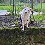 Thyrion participe au concours pour gagner de l'argent avec cette photo : animal, architecture, building, canine, dog, eskimodog, flagstone, grass, moss, nature, outdoors, pet, plant, rock, slate, tree, vegetation, wall, yard, zoo