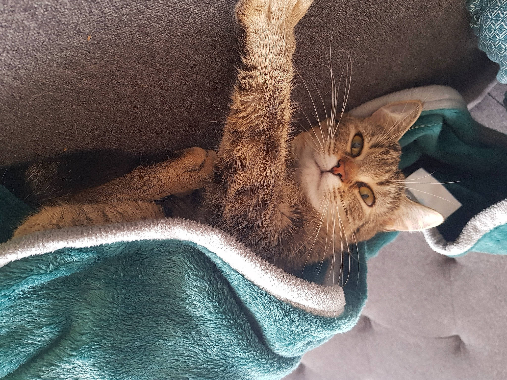 Saké a rejoint le concours — aidez-le/la à gagner de superbes lots ! carnivore, cat, cat_supply, claw, comfort, domestic_short_haired_cat, ear, fawn, felidae, fur, grey, human_leg, mammal, paw, small_to_medium_sized_cats, snout, tail, vertebrate, whiskers, window