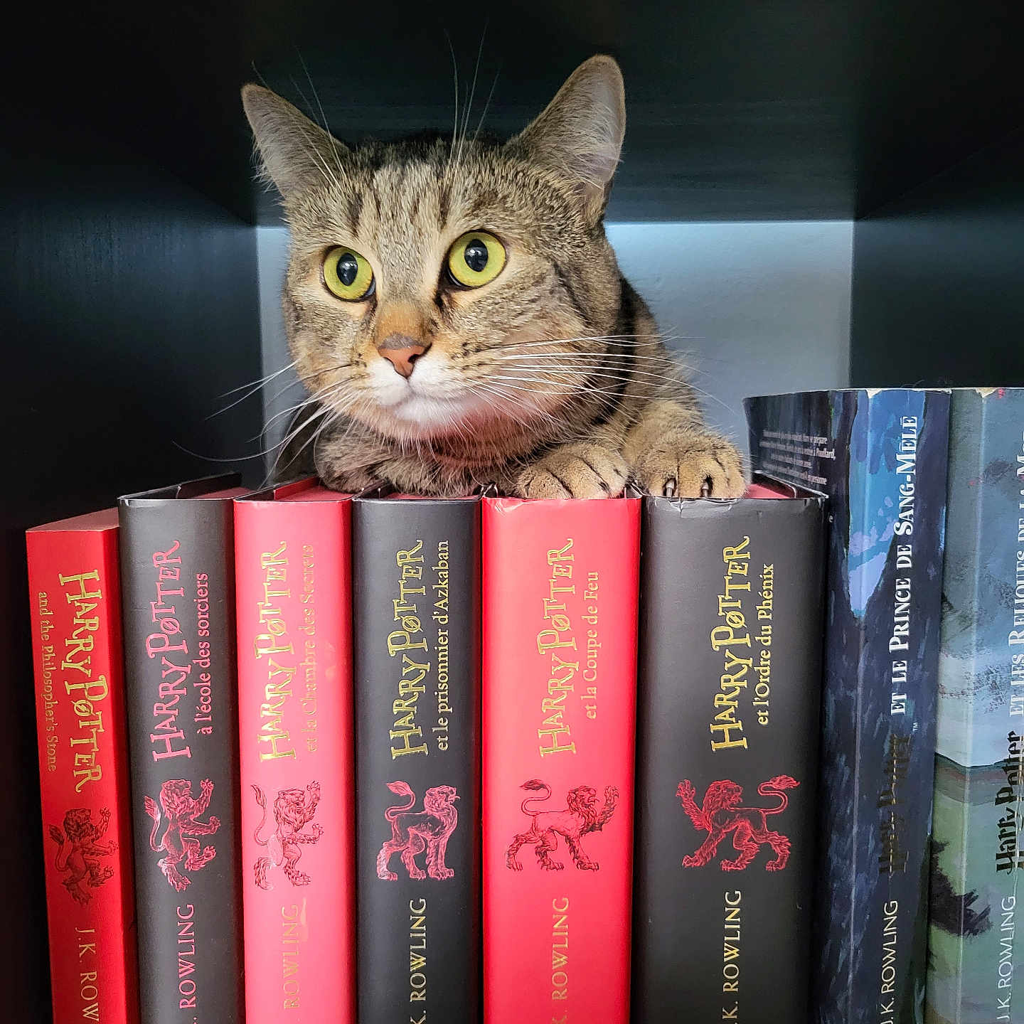 Saké participe au concours pour gagner de l'argent avec cette photo : abyssinian, animal, architecture, book, bookcase, building, cat, furniture, hardwood, indoors, kitten, library, manx, person, pet, publication, reading, shelf, shop, wood