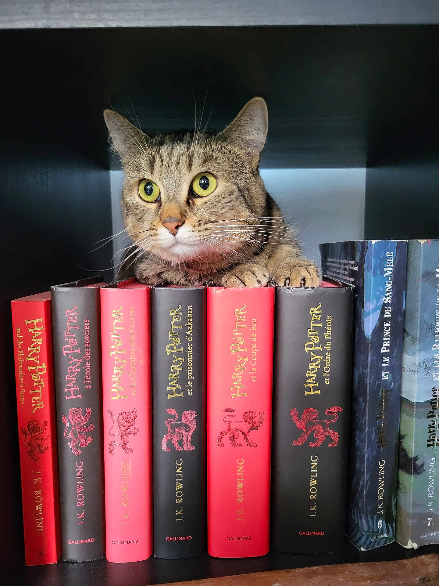 Saké participe au concours pour gagner de l'argent avec cette photo : abyssinian, animal, architecture, book, bookcase, building, cat, furniture, hardwood, indoors, kitten, library, manx, person, pet, publication, reading, shelf, shop, wood