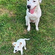 Simba participe au concours pour gagner de l'argent avec cette photo : dog, puppy, grass, outdoor, animal, pet, white_dog, spotted_dog, cute, tongue_out, sitting, nature, canine, playful, young_dog, adult_dog, two_dogs, green_grass, friendly, companion