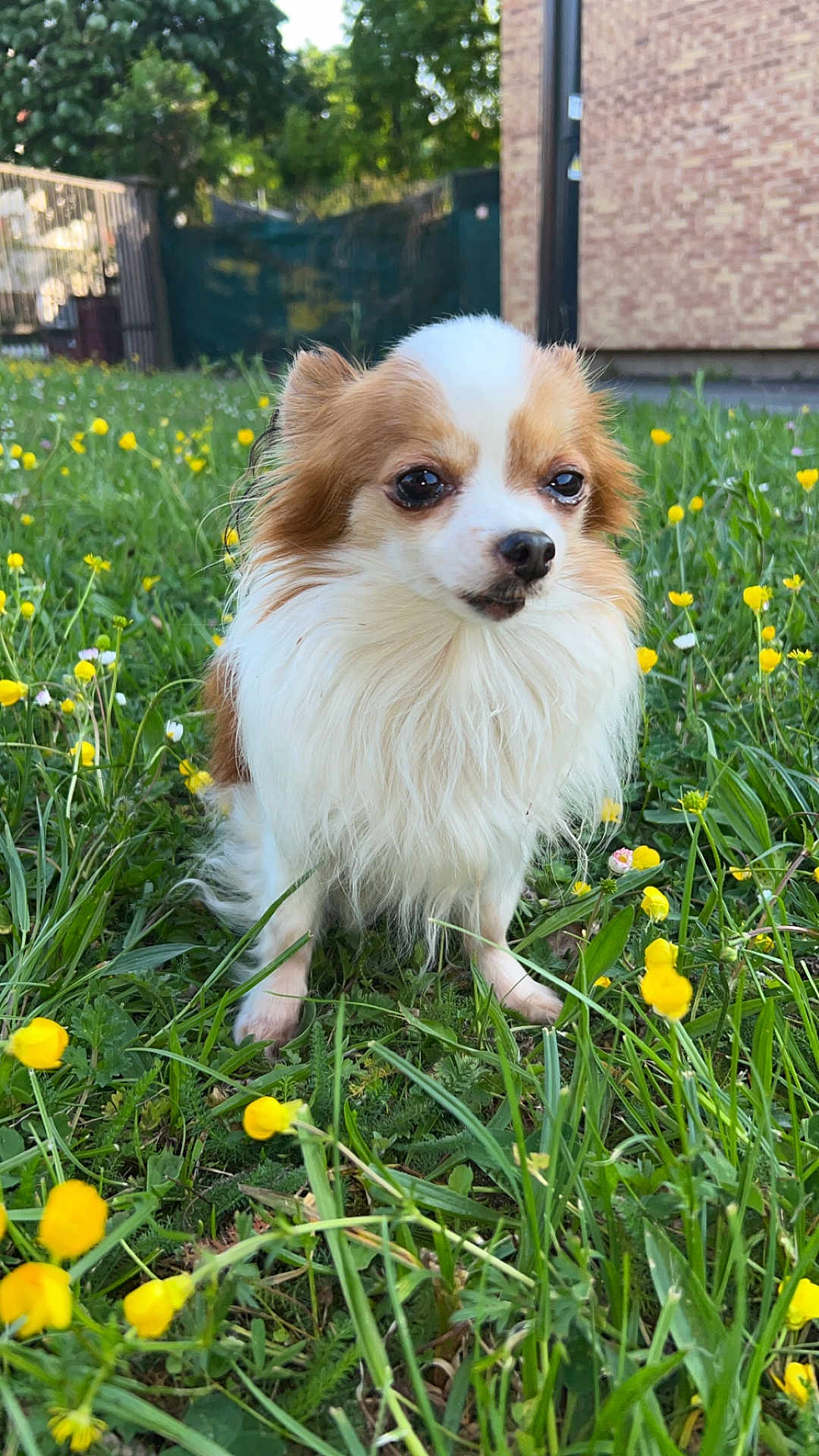 Petit Pascal participe au concours pour gagner de l'argent avec cette photo : dog, long_hair, white, brown, grass, yellow_flowers, outdoor, nature, pet, canine, small_dog, flora, greenery, field, calm, sunlight, garden, fence, building, blurred_background