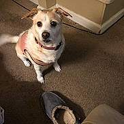 Lexi joined the competition — help win amazing prizes! dog, pet, indoor, carpet, slippers, pink_jacket, small_dog, brown_and_white, floor, home, animal, attention, screenshot, phone_screen, thumbnail, date, time, corner, living_room, casual