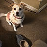 dog, pet, indoor, carpet, slippers, pink_jacket, small_dog, brown_and_white, floor, home, animal, attention, screenshot, phone_screen, thumbnail, date, time, corner, living_room, casual