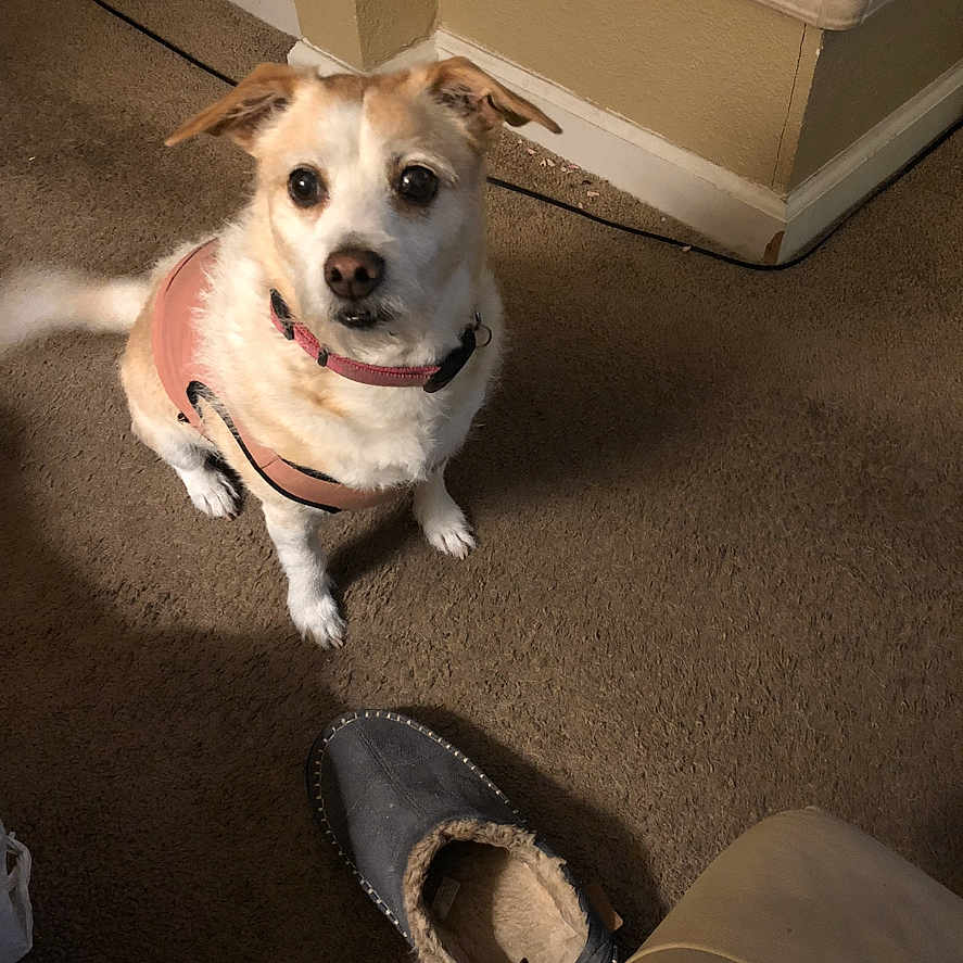 Lexi