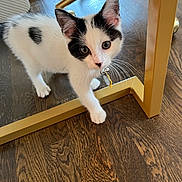 Larry is registered to the contest to win money with this photo: kitten, cat, black_and_white, collar, bell, curious, wooden_floor, golden_frame, pet, indoor, animal, whiskers, fur, small, cute, young, domestic_cat, looking_up, playful, walking