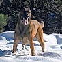 dog, canine, tongue_out, snow, winter, outdoors, standing, alert, ears_up, paws, muzzle, tan_coat, muscular, forest, trees, sunlight, shadow, playful, pet, nature