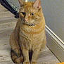 cat, orange_tabby, pet, indoor, floor, wooden_floor, wall, curious, sitting, animal, feline, domestic_cat, ears, whiskers, collar, tail, quiet, home, cozy, looking