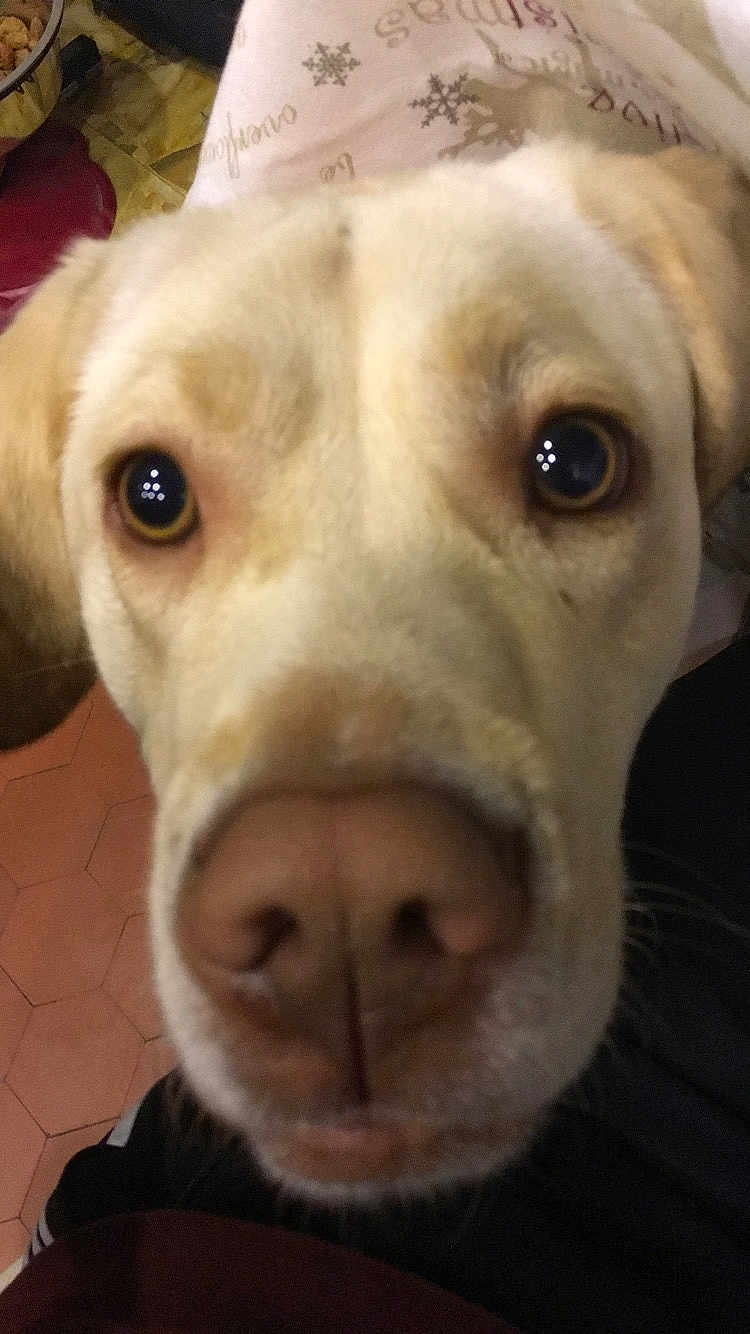 Nala