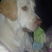 Nala a rejoint le concours — aidez-le/la à gagner de superbes lots ! animal, bed, blanket, calm, canine, close_up, comfort, dim_light, dog, domestic_animal, ears, fur, indoor, light_colored_dog, mouth, pet, plush_toy, resting, sleepy, toy