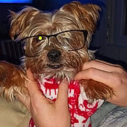 Mowgli participe au concours pour gagner de l'argent avec cette photo : animal, blanket, cozy, cute, dog, eyewear, face, fur, furry, glasses, hands, holding, home, indoor, living_room, person, pet, portrait, red_sweater, small_dog