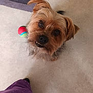 Mowgli participe au concours pour gagner de l'argent avec cette photo : dog, pet, toy, ball, indoor, floor, curious, brown, fur, cute, looking_up, small_dog, companion, canine, playful, animal, domestic, standing, person_leg, purple_pants