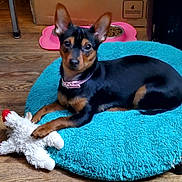 Sydney joined the competition — help win amazing prizes! alert, animal, black_dog, cardboard_box, cozy, curious, dog, dog_bed, dog_bowl, ears, food, indoor, pet, pink_collar, plush_toy, resting, small_dog, tan_dog, toy, wood_floor