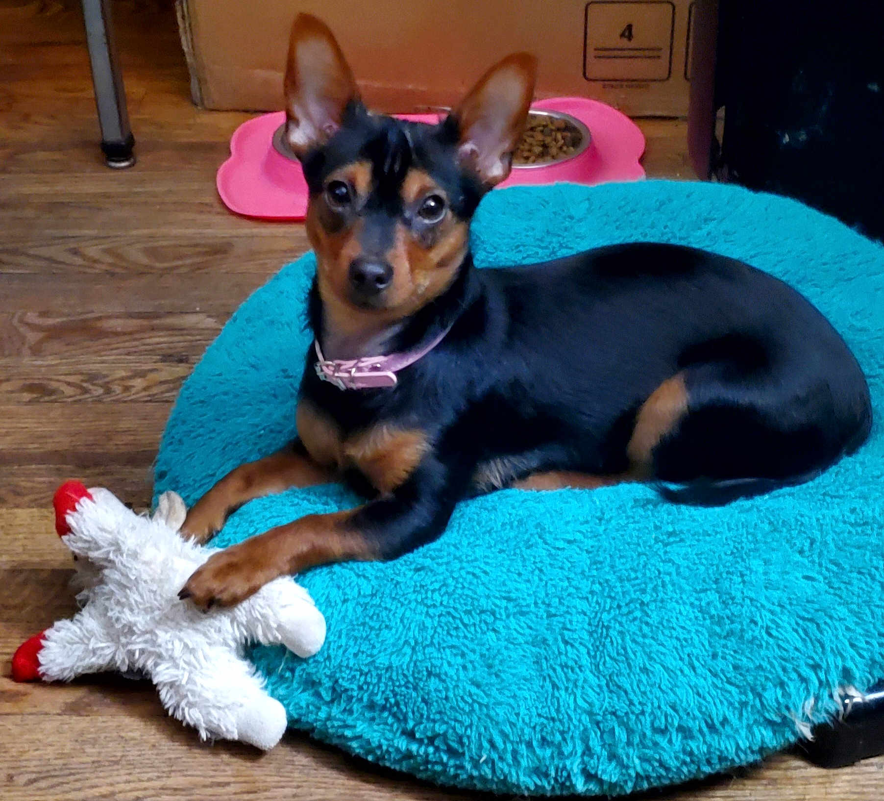 Sydney joined the competition — help win amazing prizes! alert, animal, black_dog, cardboard_box, cozy, curious, dog, dog_bed, dog_bowl, ears, food, indoor, pet, pink_collar, plush_toy, resting, small_dog, tan_dog, toy, wood_floor