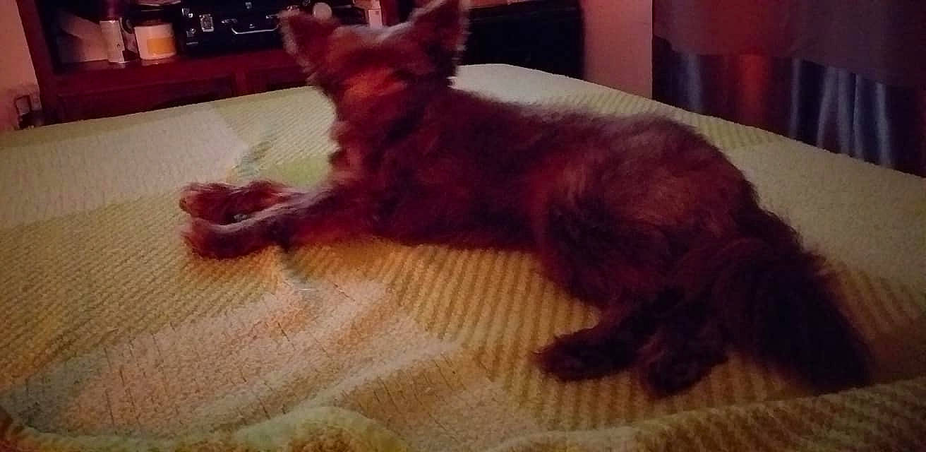 Ophélie participe au concours pour gagner de l'argent avec cette photo : carnivore, companion_dog, dog, dog_breed, dog_supply, ear, fawn, felidae, flooring, fur, liver, paw, snout, sporting_group, tail, toy, toy_dog, whiskers, wood, working_animal