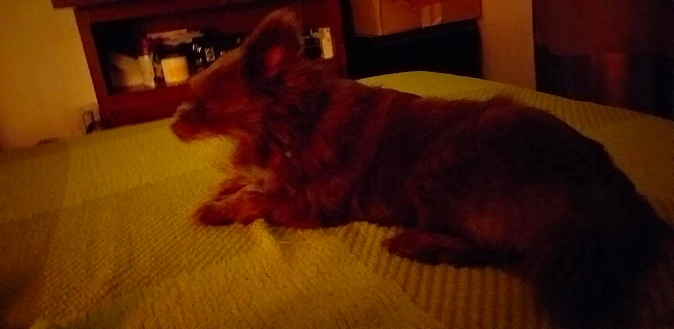 Ophélie participe au concours pour gagner de l'argent avec cette photo : canidae, carnivore, comfort, companion_dog, dog, dog_breed, ear, fawn, felidae, flooring, hardwood, liver, small_to_medium_sized_cats, snout, sporting_group, tail, terrestrial_animal, whiskers, wood, working_animal