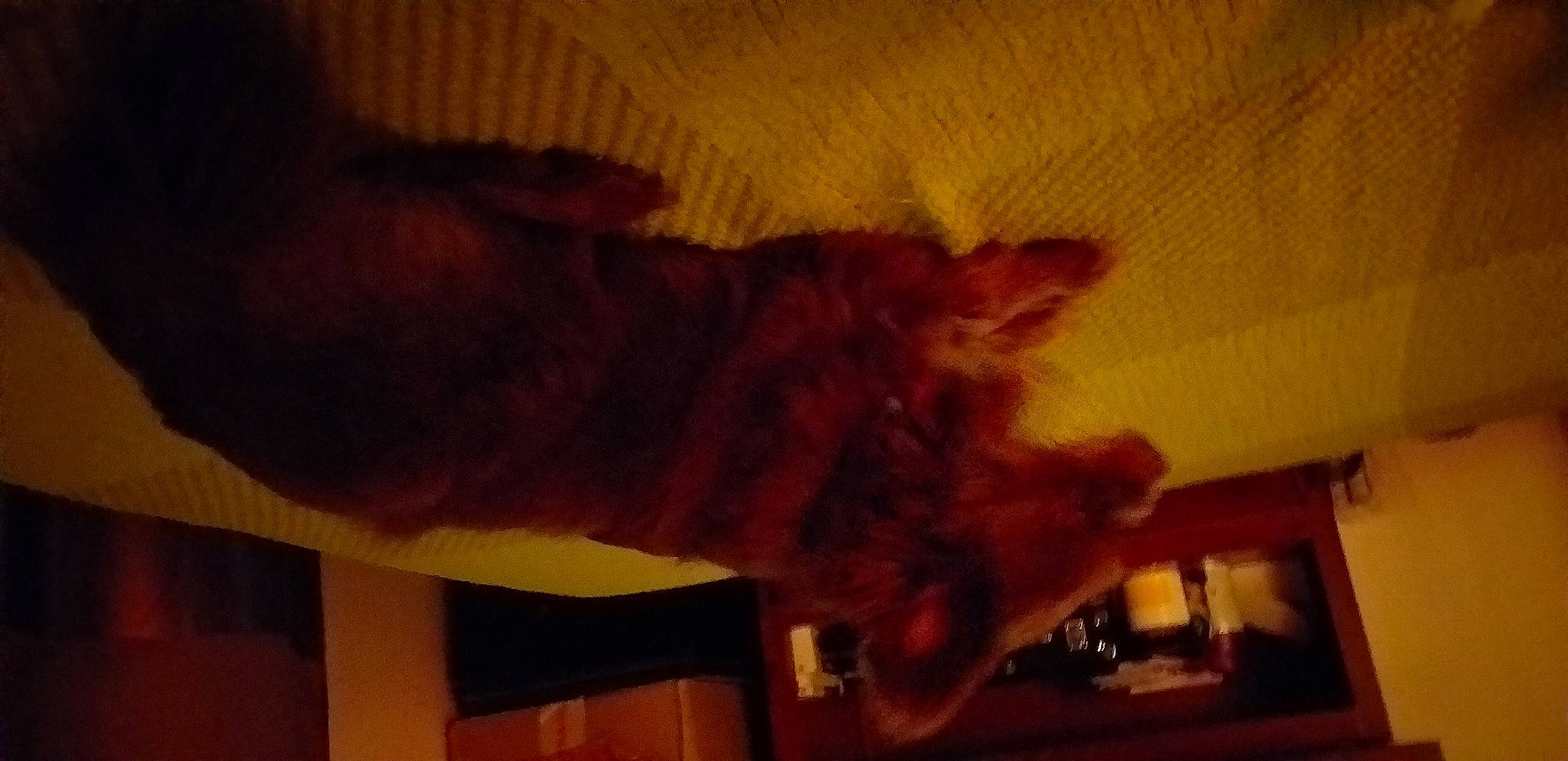 Ophélie participe au concours pour gagner de l'argent avec cette photo : canidae, carnivore, cat, cloud, companion_dog, dog_breed, fawn, felidae, gesture, heat, human_leg, sky, small_to_medium_sized_cats, snout, sporting_group, tail, thigh, tints_and_shades, whiskers, wood