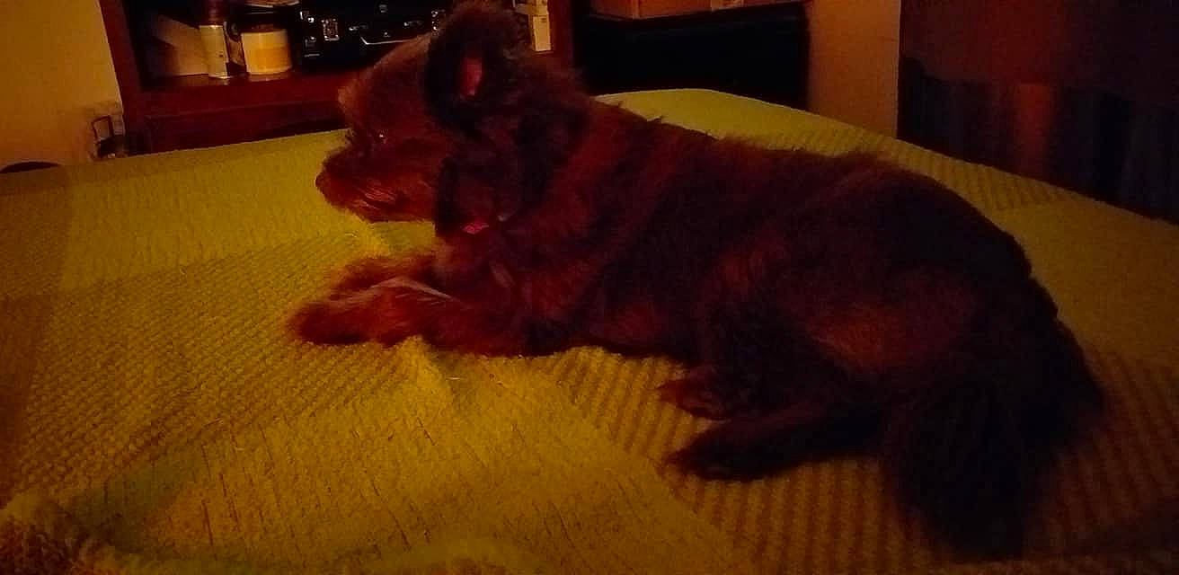 Ophélie a rejoint le concours — aidez-le/la à gagner de superbes lots ! canidae, carnivore, claw, comfort, companion_dog, dog, dog_breed, fawn, flooring, fur, hardwood, liver, non_sporting_group, room, snout, sporting_group, tail, terrestrial_animal, wood, working_animal