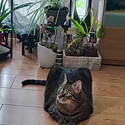Octave participe au concours pour gagner de l'argent avec cette photo : cat, tabby, indoor, plant, potted_plant, wooden_floor, decor, greenery, pet, animal, fur, whiskers, relaxing, home, floor, leaf, nature, domestic, curious, feline