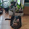animal, cat, curious, decor, domestic, feline, floor, fur, greenery, home, indoor, leaf, nature, pet, plant, potted_plant, relaxing, tabby, whiskers, wooden_floor