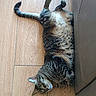 Octave a rejoint le concours — aidez-le/la à gagner de superbes lots ! cat, tabby, pet, animal, sleeping, relaxed, floor, wooden_floor, furniture, couch, indoor, domestic, cute, fluffy, fur, whiskers, paws, resting, cozy, lazy