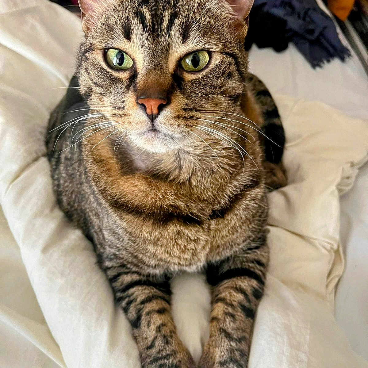 Octave a rejoint le concours — aidez-le/la à gagner de superbes lots ! abyssinian, animal, blanket, cat, cushion, homedecor, kitten, pet