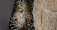 Octave a rejoint le concours — aidez-le/la à gagner de superbes lots ! cat, tabby, indoor, floor, wooden_floor, couch, relaxed, stretched_out, pet, feline, striped, fur, animal, resting, cozy, home, domestic, cute, whiskers, tail