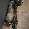 animal, cat, couch, cozy, cute, domestic, feline, floor, fur, home, indoor, pet, relaxed, resting, stretched_out, striped, tabby, tail, whiskers, wooden_floor