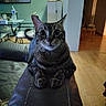 Octave participe au concours pour gagner de l'argent avec cette photo : cat, tabby, wide_eyes, furniture, couch, armrest, living_room, indoor, wood_floor, table, chair, curious, pet, animal, home, cozy, staring, ears, whiskers, tail