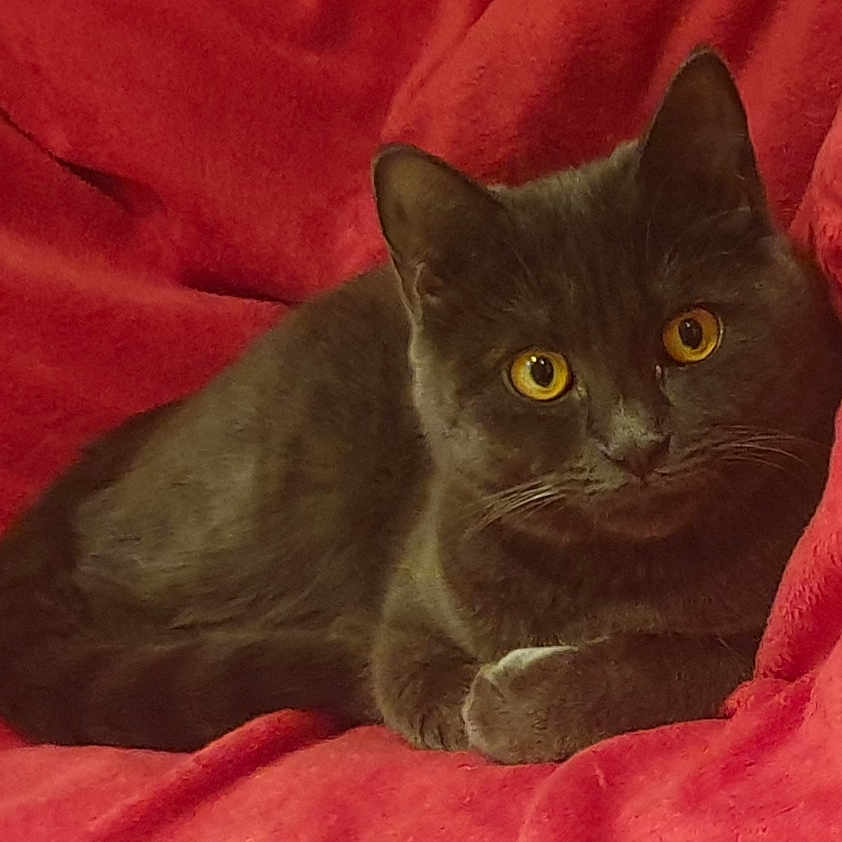 Thalie participe au concours pour gagner de l'argent avec cette photo : abyssinian, animal, blackcat, blanket, cat, kitten, manx, pet, quilt, velvet