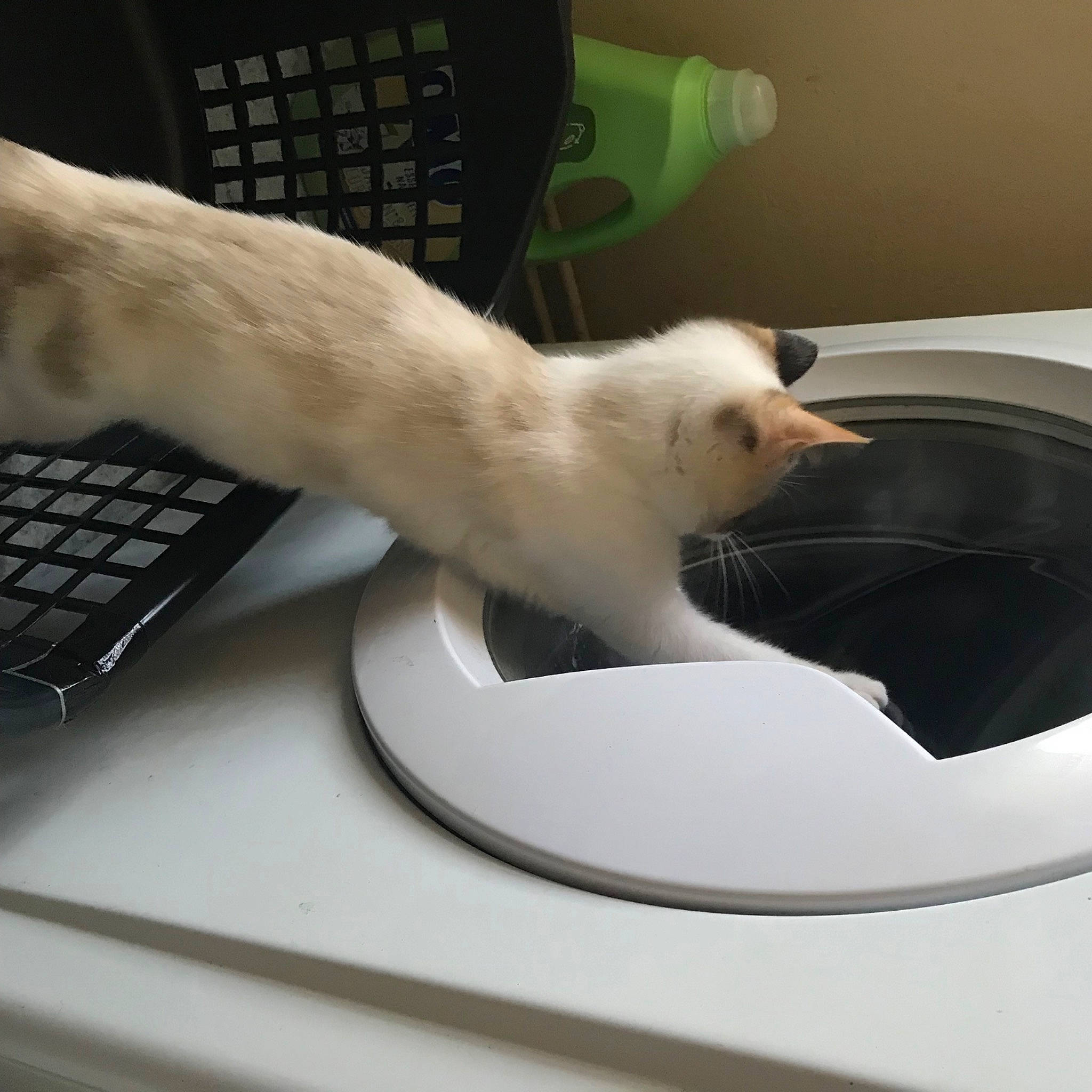 Oseille participe au concours pour gagner de l'argent avec cette photo : carnivore, cat, comfort, computer, felidae, gadget, gesture, input_device, laptop, mouse, nail, netbook, office_equipment, peripheral, personal_computer, small_to_medium_sized_cats, space_bar, tail, whiskers, wrist