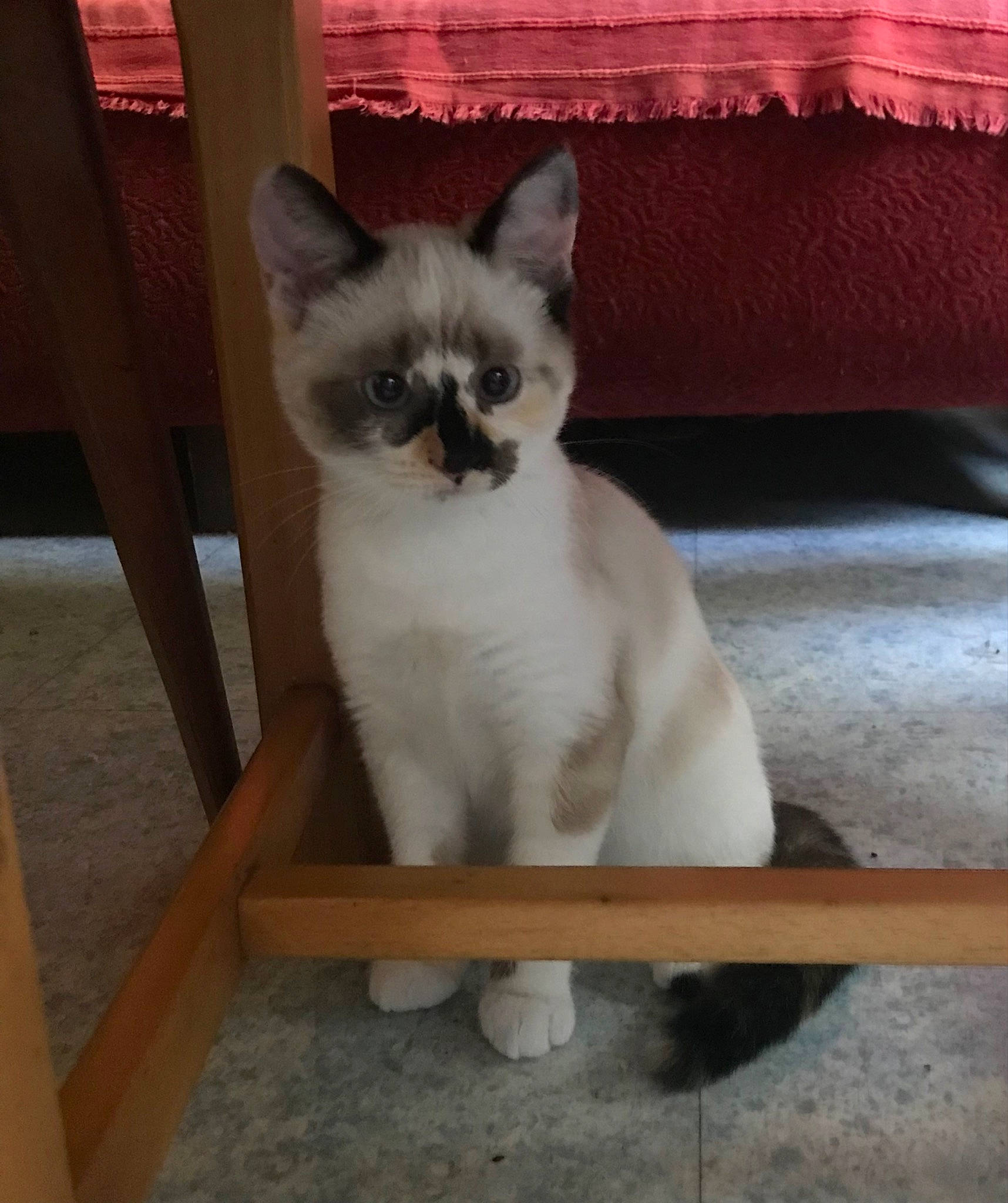 Oseille participe au concours pour gagner de l'argent avec cette photo : balinese, birman, carnivore, cat, comfort, domestic_short_haired_cat, fawn, felidae, flooring, fur, paw, siamese, small_to_medium_sized_cats, snout, tail, thai, tonkinese, whiskers, window, wood