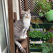 Titus participe au concours pour gagner de l'argent avec cette photo : animal, balcony, cat, domestic_animal, feline, flower, garden, gray_cat, greenery, lattice, looking_up, nature, outdoor, pet, plant, potted_plant, purple_flower, serene, white_cat, wood
