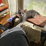 Titus participe au concours pour gagner de l'argent avec cette photo : blanket, cat, chair, cozy, curious, feline, gray_cat, indoor, kitten, lace_curtains, papers, paw, pet, red_box, shadow, stretching, sunlight, white_cat, window, wooden_shelf