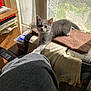 blanket, cat, chair, cozy, curious, feline, gray_cat, indoor, kitten, lace_curtains, papers, paw, pet, red_box, shadow, stretching, sunlight, white_cat, window, wooden_shelf
