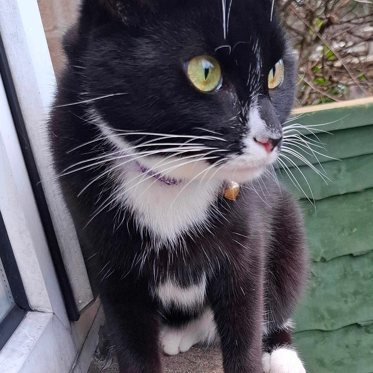 Gizmo is registered to the contest to win money with this photo: alert, animal, black_and_white, cat, close_up, collar, curious, feline, fur, garden, ledges, nature, outdoor, paws, pet, side_view, tuxedo_cat, whiskers, window, yellow_eyes