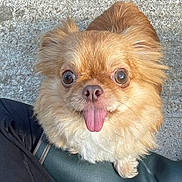 Arlo is registered to the contest to win money with this photo: dog, small_dog, fluffy, tongue_out, brown_fur, white_fur, cute, pet, animal, looking_up, outdoor, concrete, close_up, ears, nose, eyes, fur, companion, adorable, portrait