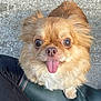 adorable, animal, brown_fur, close_up, companion, concrete, cute, dog, ears, eyes, fluffy, fur, looking_up, nose, outdoor, pet, portrait, small_dog, tongue_out, white_fur