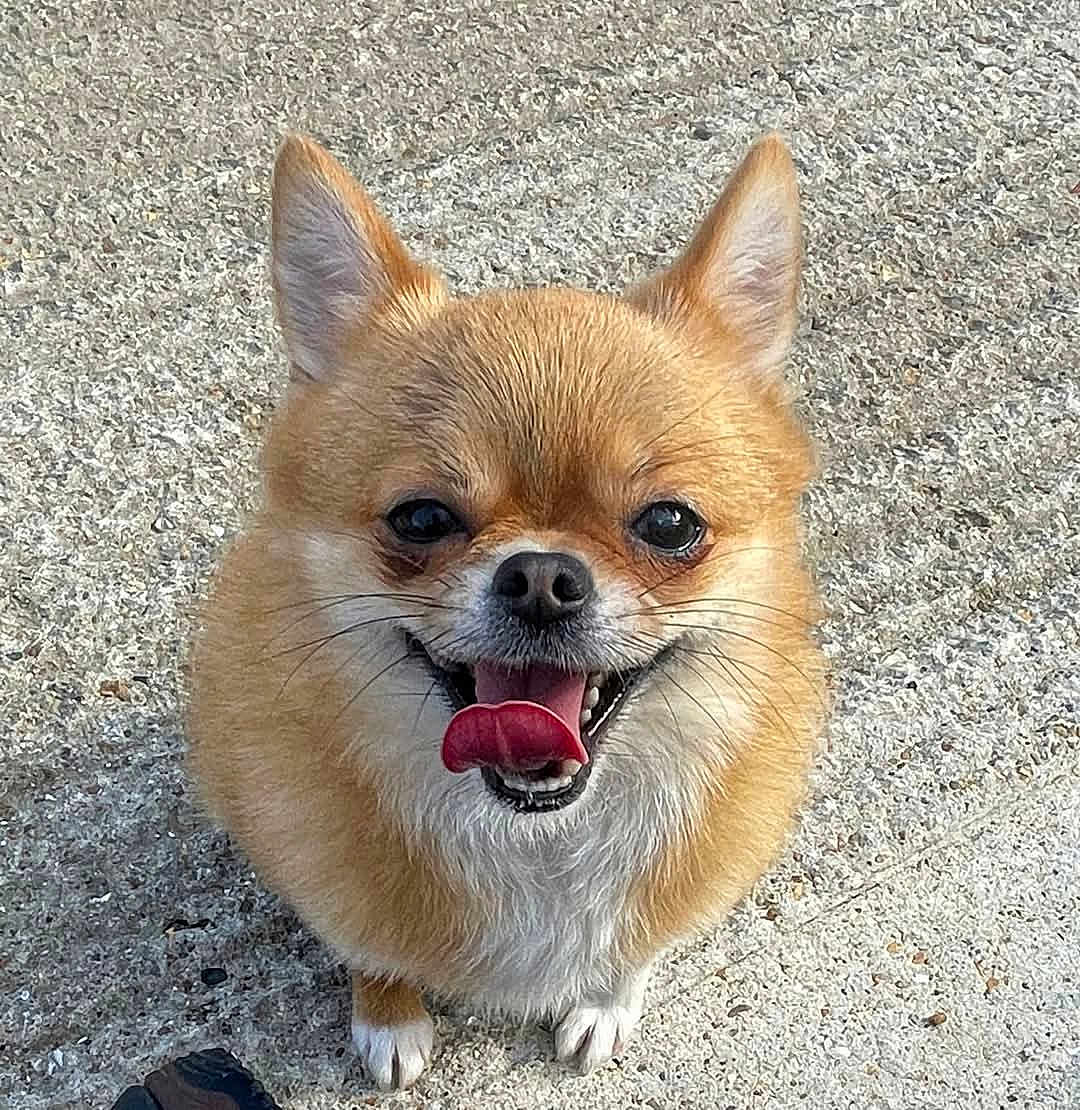 Arla is registered to the contest to win money with this photo: dog, small_dog, fluffy, brown_fur, tongue_out, happy, pet, animal, canine, outdoor, sidewalk, smiling, cute, friendly, ears_up, closeup, fur, paws, standing, daylight