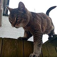 Minx joined the competition — help win amazing prizes! abyssinian, animal, cat, kitten, manx, pet, siamese, wood