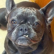 Skye joined the competition — help win amazing prizes! animal, black_dog, canine, close_up, companion, curious, cute, dog, domestic_animal, ears, eyes, face, floor, french_bulldog, indoor, pet, portrait, sitting, underbite, wooden_cabinet