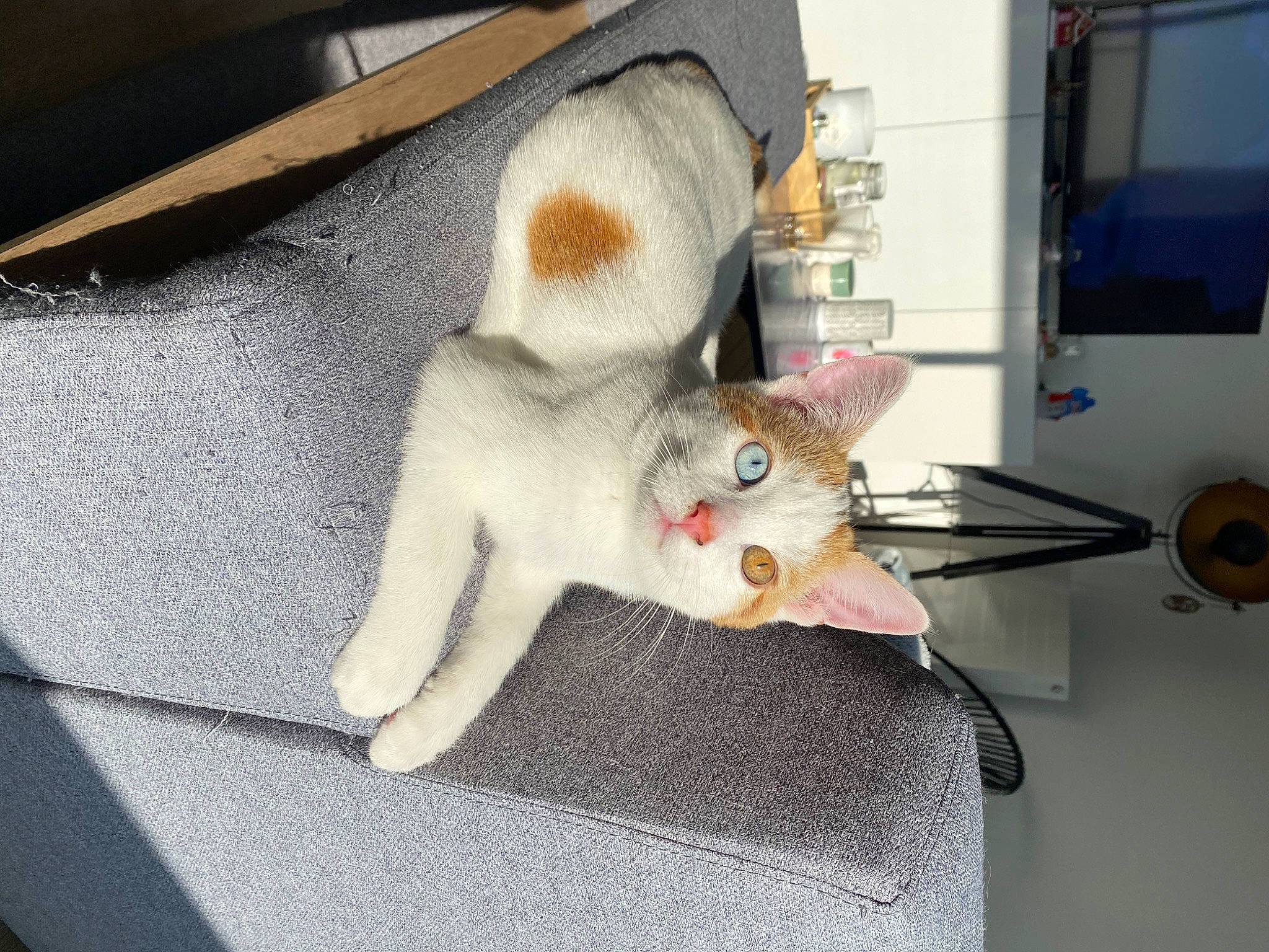 Natsu a rejoint le concours — aidez-le/la à gagner de superbes lots ! canidae, carnivore, cat, claw, companion_dog, domestic_rabbit, domestic_short_haired_cat, fawn, felidae, fur, paw, plush, room, small_to_medium_sized_cats, snout, sporting_group, stuffed_toy, tail, toy, whiskers