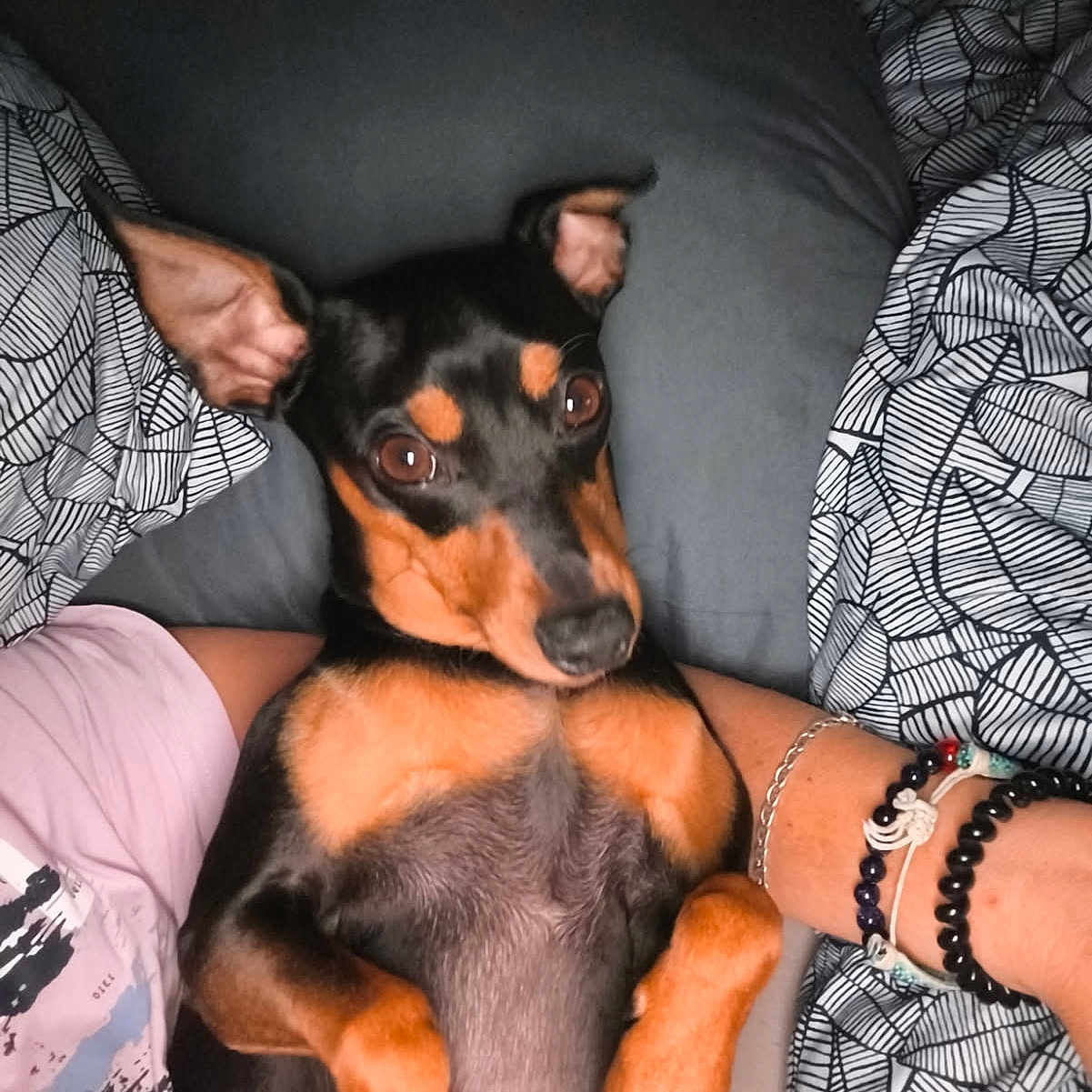 Samba participe au concours pour gagner de l'argent avec cette photo : animal, bed, bedding, black_and_tan, blanket, bracelets, close_up, companion, cozy, cute, dog, ears_up, human_arm, indoor, looking_at_camera, lying_down, patterned_fabric, pet, resting, sleepwear