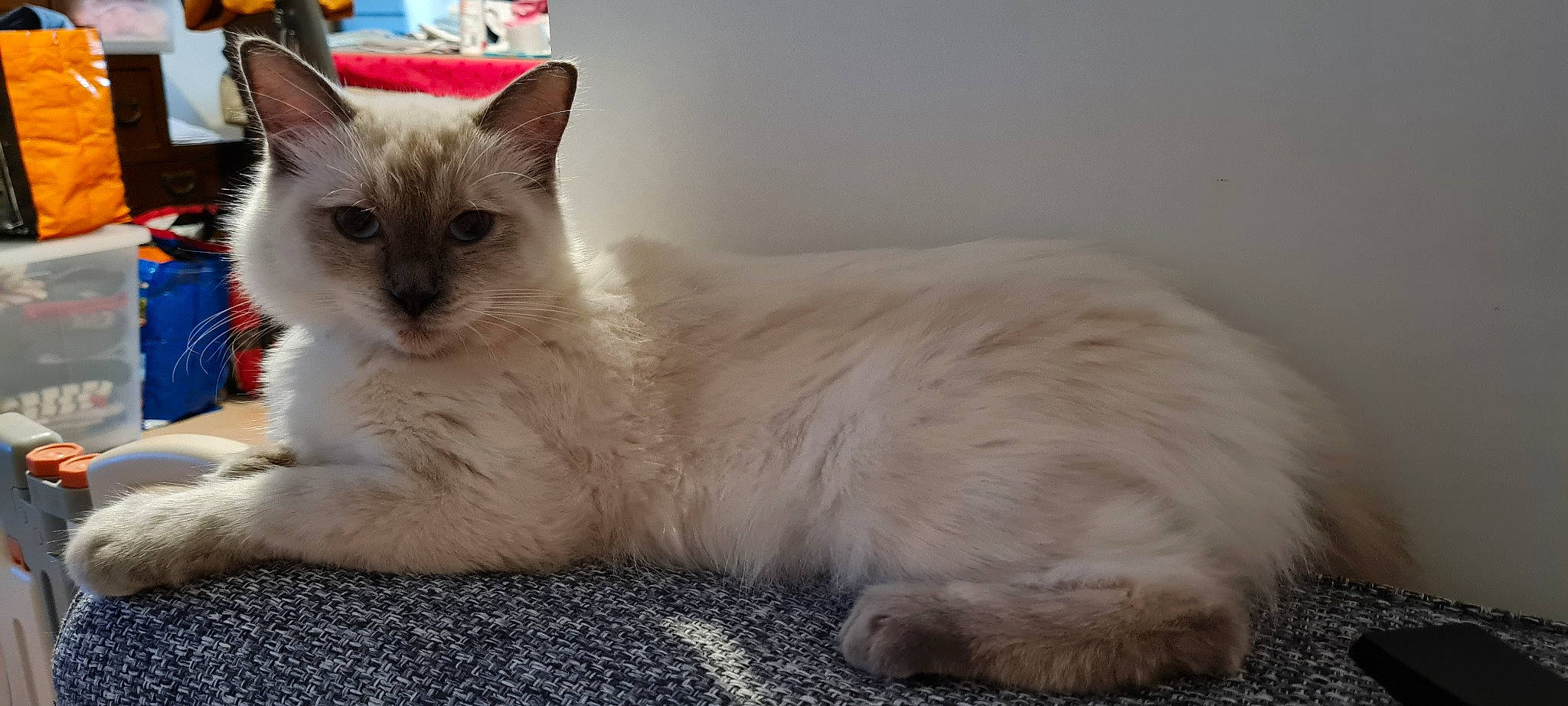 Rousquille a rejoint le concours — aidez-le/la à gagner de superbes lots ! carnivore, cat, claw, comfort, domestic_short_haired_cat, fawn, felidae, fur, paw, small_to_medium_sized_cats, snout, tail, terrestrial_animal, whiskers