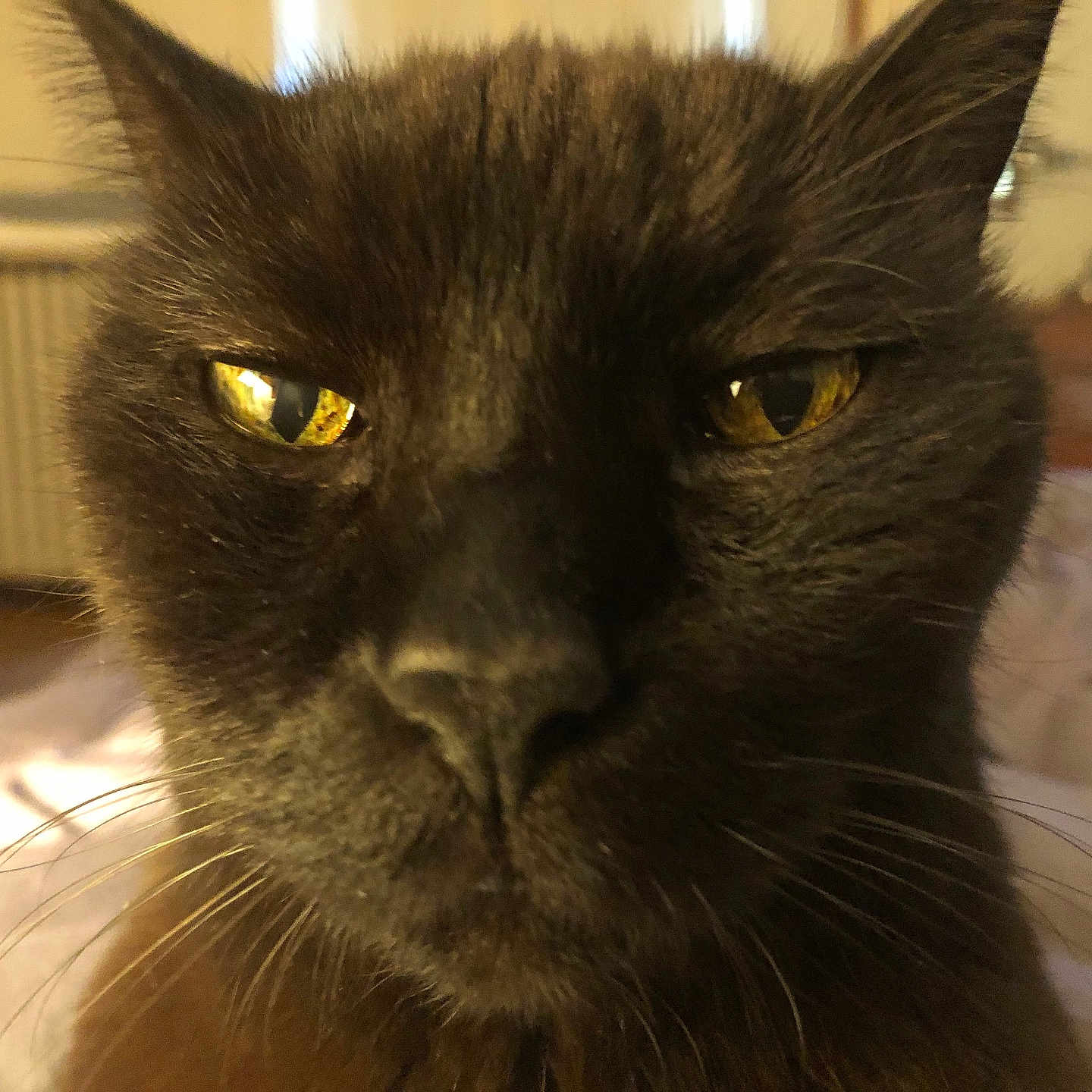 Harry is registered to the contest to win money with this photo: cat, black_cat, feline, pet, animal, close_up, portrait, face, eyes, golden_eyes, whiskers, fur, ears, indoor, home, room, blurred_background, serious_expression, staring, cozy